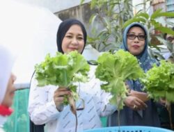 Kunjungi Longwis Bara-Baraya, Wakil Walikota Panen Selada
